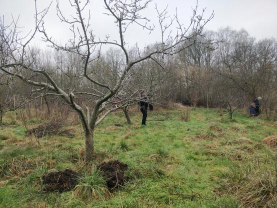 Foto van bomen met paardenkak rondom de boomspiegel.