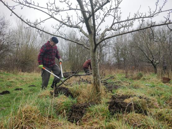 Foto van een persoon die met een grote knipschaar aan het snoeien is.