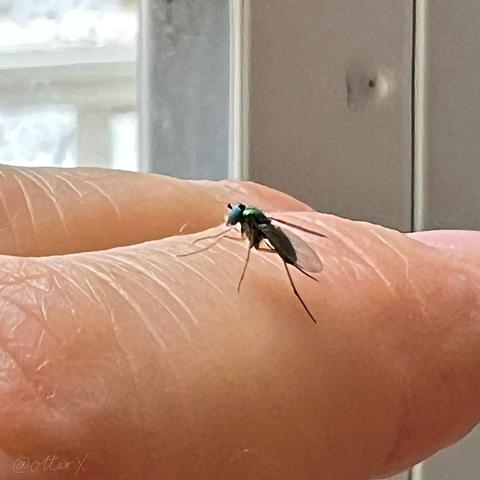 The left-facing profile of a teeny iridescent green long legged fly on my finger in front of the window of the storm door. Zoomed closeup, but the fly is still tiny.