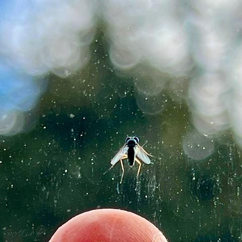 The same teeny long legged fly on the window of the kitchen storm door. The tip of my finger is at the bottom of the square photo for size. The blurred evergreen tree and a little blue sky are seen through the window.