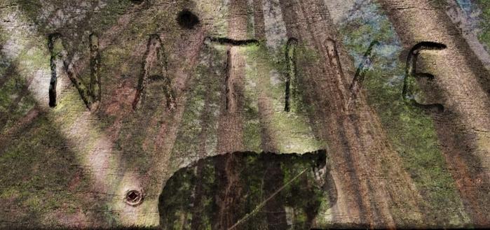 Close-up of the word "NATIVE" deeply carved into a weathered wooden boardwalk. The overlaid background is a forest scene, visible through the carved letters & the boardwalk wood crevices.