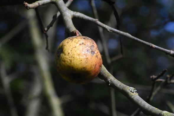 Der (Zier)Apfel aus 2024 hängt noch am Baum. Nicht mehr lang, dann war er nur ein Traum....