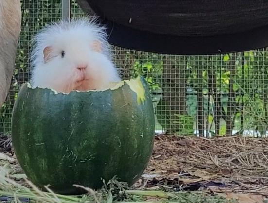 In einem Außengehege liegt eine Wassermelone, das obere Drittel fehlt, am oberen Rand sind Fraßspuren. Dahinter sitzt ein CH-Teddy Meerschweinchen mit struppigweißem Fell, es guckt über die offene Melone. Durch die Perspektive sieht es so aus, als ob das Schwein in der Melone sitzt und oben herausguckt.