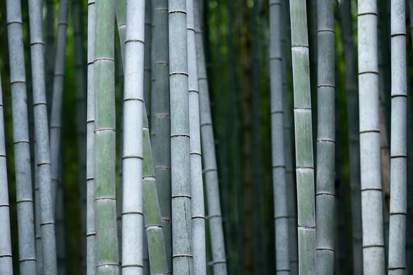 This image captures a dense cluster of bamboo stalks. The tall, slender stems stand in a straight line, their green hues contrasting against the blurred background of additional bamboo. The focus is on the texture and natural pattern of the bamboo, with soft lighting highlighting their verticality.