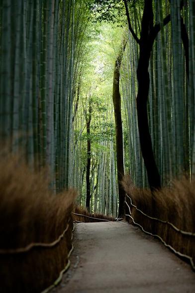 This image captures a serene path through a bamboo forest, with the dense bamboo stalks creating a natural tunnel. The light filtering through the leaves adds a soft glow to the scene, while the pathway, lined with grass, draws the viewer’s eye towards the vanishing point in the distance.