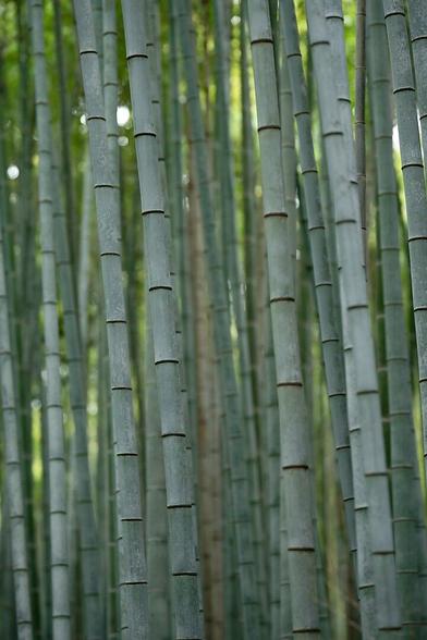 This image offers a close-up view of bamboo stalks, with the soft light illuminating the greenish-blue hues of the bamboo. The repetition of the vertical stems creates a calming, rhythmic pattern, while the slight blur in the background maintains focus on the details of the bamboo.