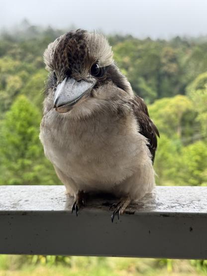 A hopeful Kookaburra sits waiting for food that never came.
