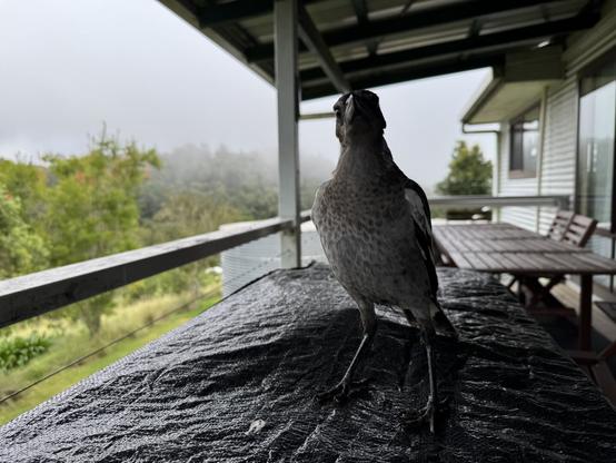A young magpie calling frequently for food.