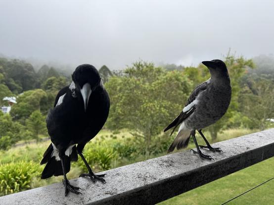 An adult magpie next to a juvenile magpie on the veranda railing.