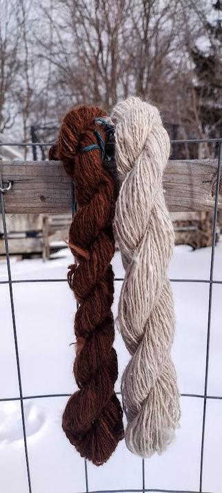 two mini hanks of yarn hanging on a fence against a background of snow and bare trees. The hank on the left is a dark cinnamon brown. The hank on the right is a warm off-white, similar to a pearl.
