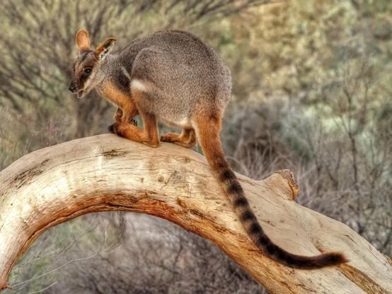 Mid-sized wallaby, basically grey with light reddish-brown (yellow?) Feet and ears and a black stripped tail. Perched on an arched log.