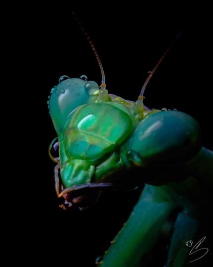 portrait of a green praying mantis up close against black background, with its face covered by rain droplets