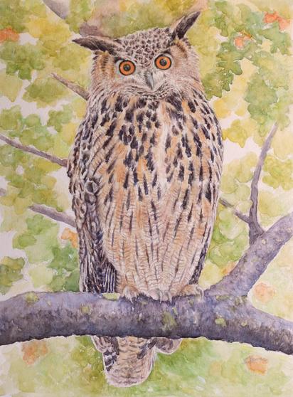 Watercolor painting of Flaco, the Eurasian eagle owl. Owl is perched on a branch. Green, yellow and orange leaves all around.