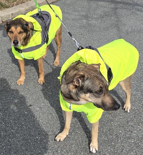 Two tan and black hounds that appear to be of identical breed in matching yellow-green service vests on leads with a pavement background.