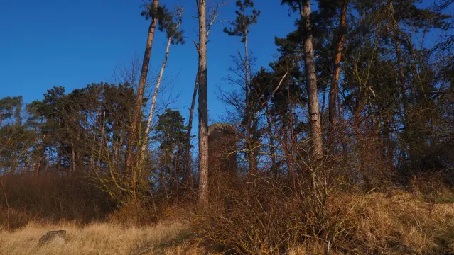 Turm  zwischen Kiefern vor blauem Himmel