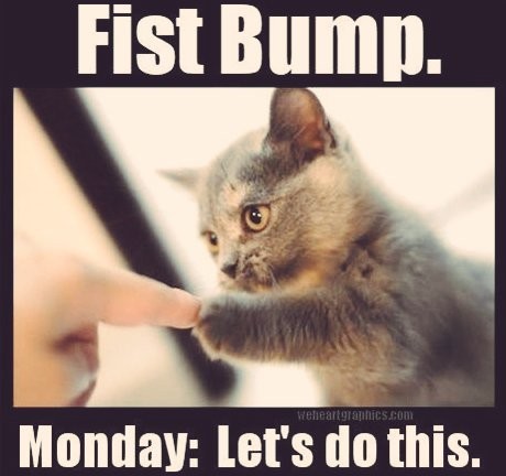 Kitten bumping a humans indexfinger,
Text:
Fist bump.
Monday: let's do this.