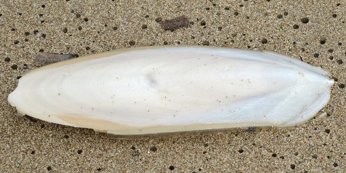 A photo of a cuttlefish bone on sand.