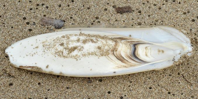 A photo of a cuttlefish bone on sand.