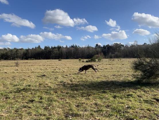 A greyhound running on a beautiful spring day.