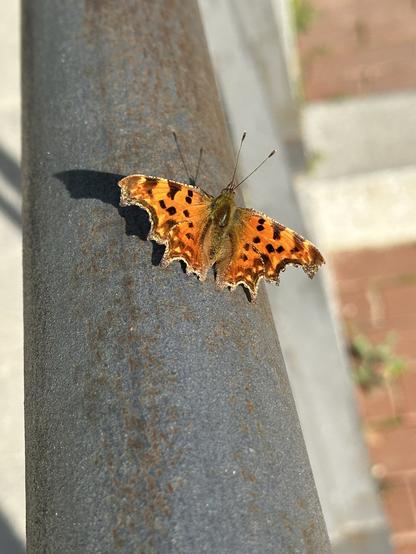 A photo of a comma butterfly sitting on a metal rail. The wings are very bright orange with brown snd yellow spots. The most beautiful thing about it is the intricate shape of the wings: the edges are not straight and smooth, but instead have a complex shape which somewhat resembles certain types of lace