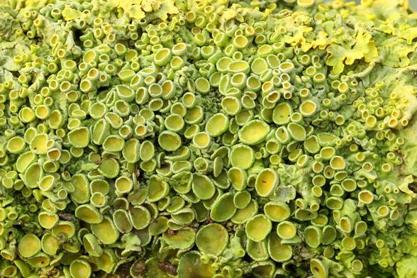 a focus stacked macro of some green lichen cups