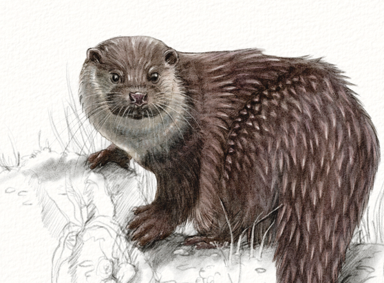 Illustration de loutre d'Europe posée sur un rocher