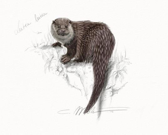 Illustration de loutre d'Europe posée sur un rocher