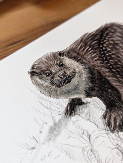 Illustration de loutre d'Europe posée sur un rocher, plan serré sur la tête