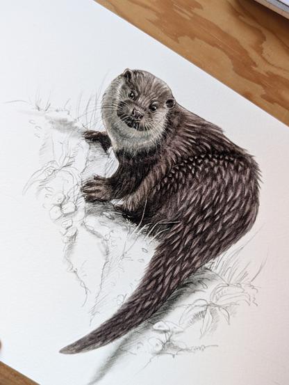 Illustration de loutre d'Europe posée sur un rocher