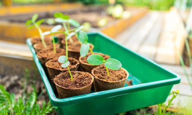 Macetas con plantas de pepinos. (Getty Images)