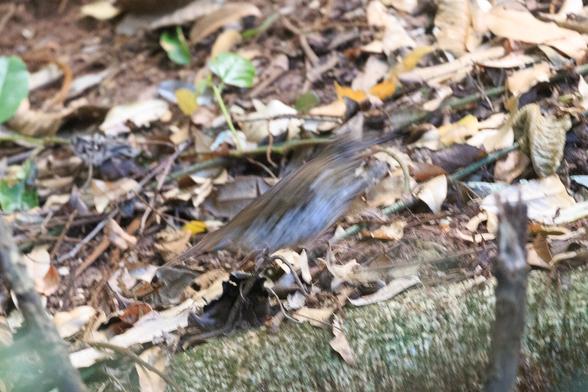 a brown and cream streak that might have once been a bird but it now just a blur.