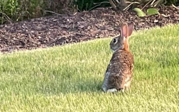 rabbit on lawn