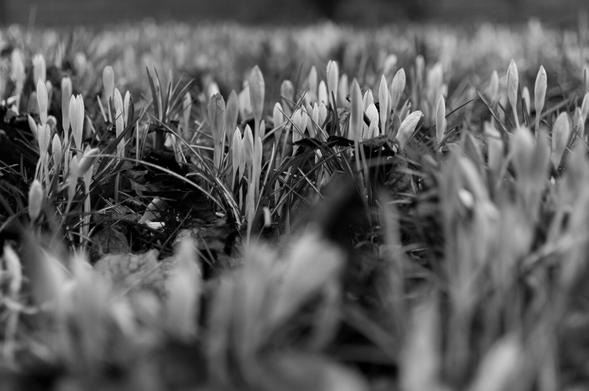 Monochrome photo of a small field of croci from low down, with just those a small distance from the lens in focus.