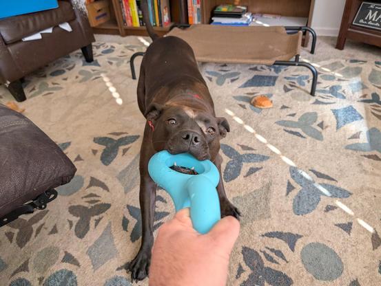 Pepper (Black Lab / Staffy Mix) playing tug of war.