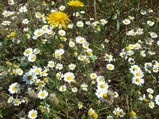 Gänseblümchen und Löwenzahn.