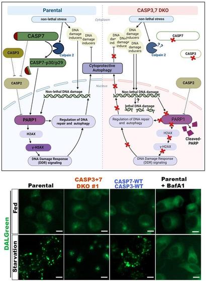Top: Graphical representation of current working model. Bottom: Representative immunofluorescence images of SKBR3 parental, DKO or CASP3 + 7-WT re-expression in DKO cells treated with 0.25 µM DALGreen in fed (top row) or starved (bottom row) conditions. BafA1 in both fed and starved conditions serves as controls.