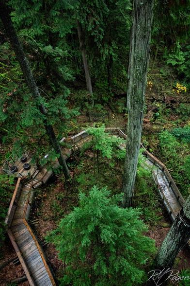 A view from tree-top level looking down to the forest and circular boardwalk.