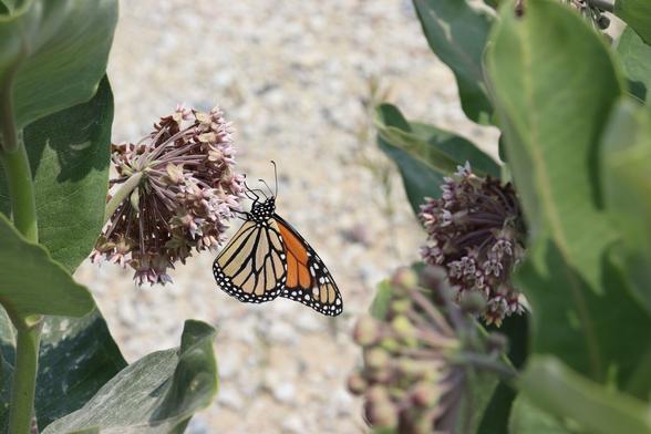 Monarch butterfly on a milkweed