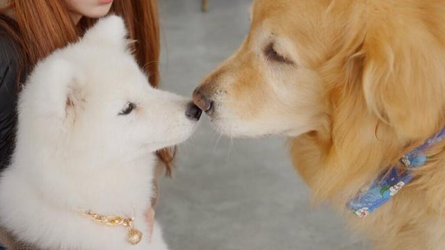 サモエドの子犬に初めて会ったゴールデンレトリバー、喜びが爆発！