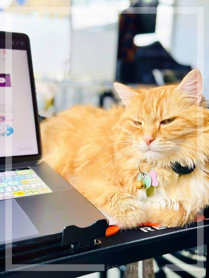 A ginger cat named Sintra the Cat is judging his momma who keeps yawning during work