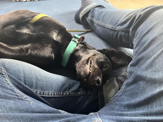 Ein schwarzer Hund mit einem hellgrünen Halsband liegt entspannt auf dem Schoß einer Person, die blaue Jeans trägt. Der Hund hat eine weiße Markierung auf der Brust und schaut mit einem schelmischen Grinsen in die Kamera. Die Person sitzt auf einer blauen Unterlage oder einem Sofa. Der Fokus liegt auf dem Hund und der entspannten Atmosphäre.

Bereitgestellt von @altbot, generiert mit Gemini