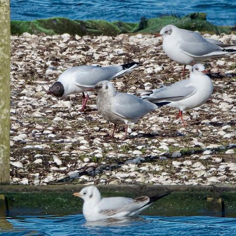Black-Headed Gull with odd plumage