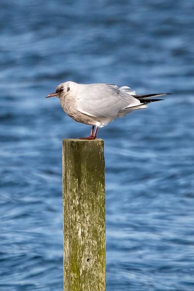 Black-Headed Gull with odd plumage