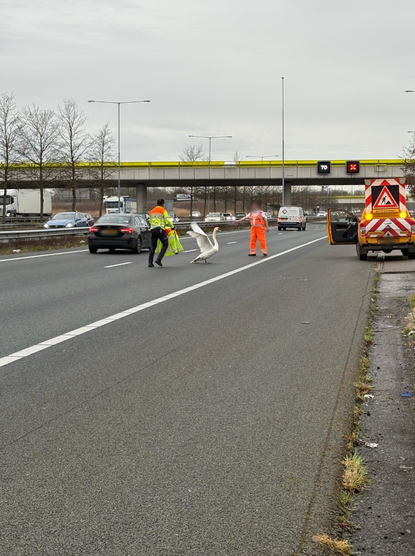 We dachten eerst dat dit een vroege carnavalsvierder was in een zwanenpak op de #A2 bij knooppunt Empel, maar dat bleek niet zo te zijn. We hebben het dier veilig naar de vluchtstrook begeleid en de dierenambulance is onderweg om zich verder over de zwaan te ontfermen.