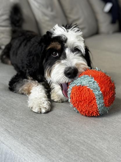 A tricolor (black, white, and brown) mini-bernedoodle poses on a couch with a orange and blue ball.