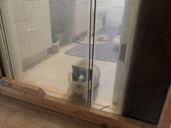 A chonky 10-year-old cat crouches behind a screen door leading to the bathroom where he is staying while being fostered. Kahlua is a lovely color-point, with black ears, a tan body, and large white patches.