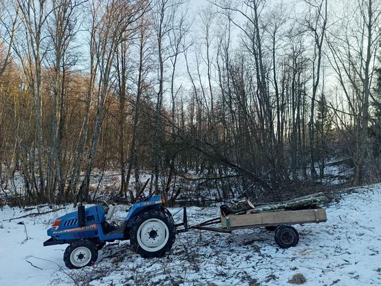 Small blue tractor with small trailer in the forest, loaded with some birch logs. The forest is thin birches growing in swampy soil near a river. There's lots of hanging trees visible and the sun shining low over the tops. Snow is on the ground, and a pile of branches behind the trailer.