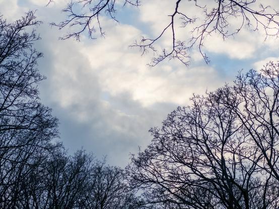 Bare tree branches framed against a cloudy sky.