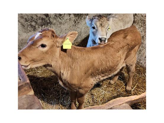 Two young calves standing in a barn with a straw-covered floor and textured walls. The calf in the foreground is a Limousin, identifiable by its reddish-brown coat and lean stature. It has a yellow ear tag with identification details. The second calf, positioned slightly behind, has a grayish-white coat, a Gray cattle breed. It has a yellow ear tag as well and appears to be sniffing on the Limousin calf. The setting suggests a farm or livestock housing environment, with a wooden barrier visible in the bottom left corner, part of a feeding area and enclosure.