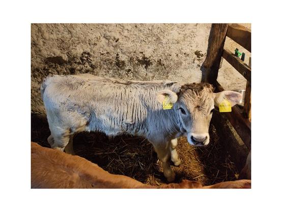 Gray cattle calf with a light gray coat and curly forehead hair in a barn. It has yellow ear tags and stands near a wooden enclosure, with part of a Limousin calf visible in the foreground.